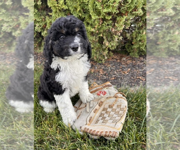 Medium Photo #3 Cockapoo (Toy) Puppy For Sale in MIDDLEBURY, IN, USA