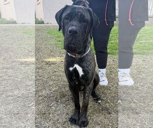 Mastiff Dogs for adoption in Goodyear, AZ, USA