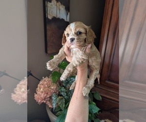 Cavalier King Charles Spaniel Puppy for sale in CENTURIA, WI, USA