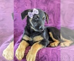 Small Photo #4 German Shepherd Dog Puppy For Sale in LINCOLN UNIV, PA, USA