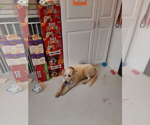 Anatolian Shepherd-Unknown Mix Dogs for adoption in Mt. Gilead, OH, USA