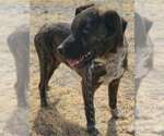 Small #5 Labrador Retriever-Plott Hound Mix