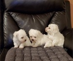 Small Photo #5 Bichon Frise Puppy For Sale in JURUPA VALLEY, CA, USA