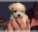 Small Photo #65 Maltese Puppy For Sale in BRKN ARW, OK, USA