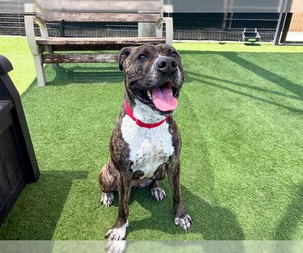 Medium Photo #2 American Pit Bull Terrier Puppy For Sale in Orange, CA, USA