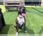 Small #1 American Pit Bull Terrier