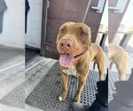 Small American Pit Bull Terrier