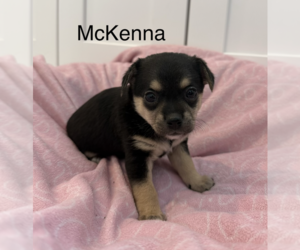 Mutt Dogs for adoption in Bellevue, WA, USA