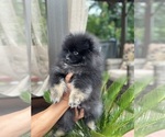 Small #4 Pomeranian
