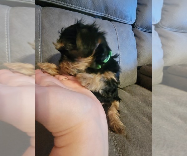 Medium Photo #5 Yorkshire Terrier Puppy For Sale in NORTHGLENN, CO, USA