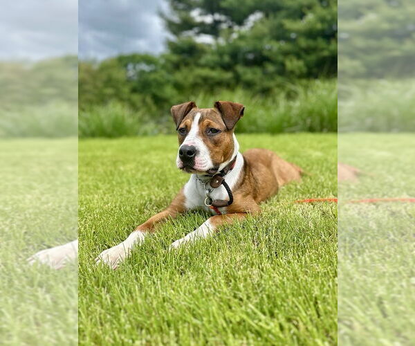 Medium Photo #21 Boxador Puppy For Sale in Brewster, NY, USA