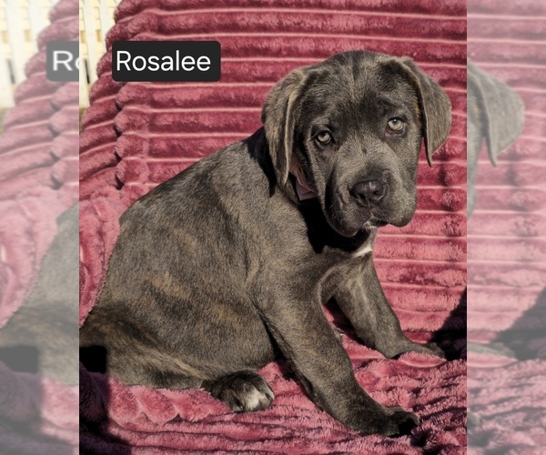 Medium Photo #21 Cane Corso Puppy For Sale in MINERAL WELLS, WV, USA