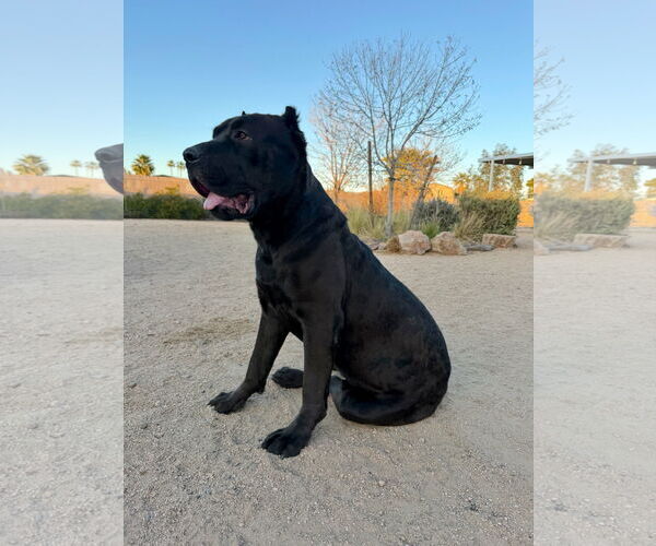 Medium Photo #8 Mutt Puppy For Sale in Goodyear, AZ, USA