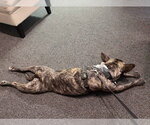 Small #3 American Staffordshire Terrier Mix