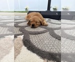 Small #2 Golden Retriever