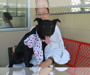 Australian Shepherd-Unknown Mix Dogs for adoption in McKinney, TX, USA
