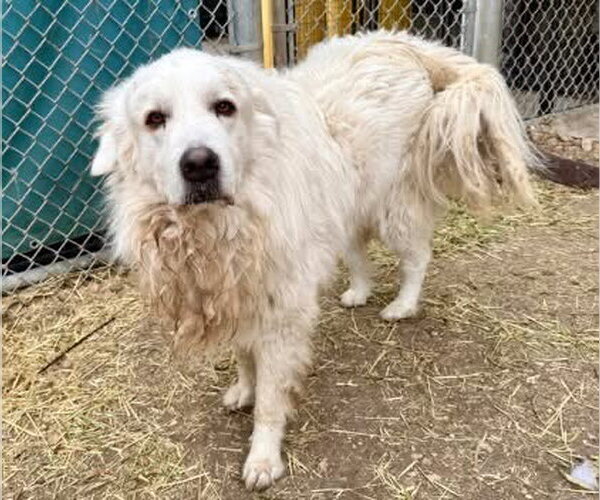 Medium Photo #2 Great Pyrenees Puppy For Sale in Spring, TX, USA