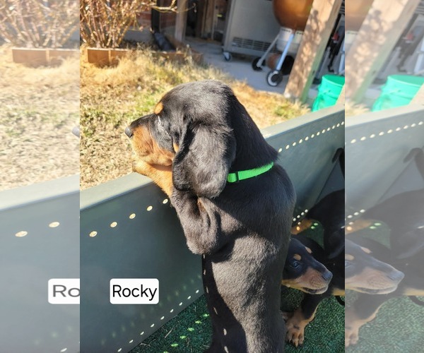 Medium Photo #1 Bluetick Coonhound-Doberman Pinscher Mix Puppy For Sale in Minneaoplis, MN, USA