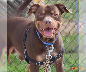 American Pit Bull Terrier Dogs for adoption in Center Township, PA, USA