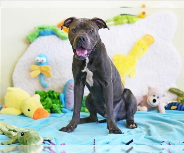 Medium Photo #2 American Bulldog Puppy For Sale in Tavares, FL, USA