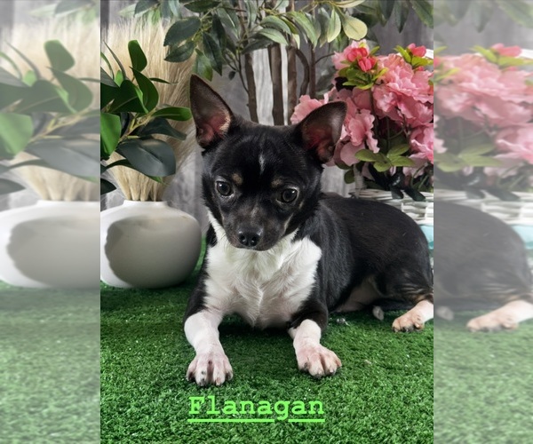 Medium Photo #3 Chihuahua Puppy For Sale in CANOGA, NY, USA