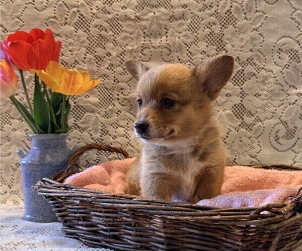 Medium Photo #2 Pembroke Welsh Corgi Puppy For Sale in OWEN, WI, USA