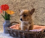 Small #1 Pembroke Welsh Corgi