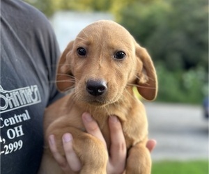 Labrador Retriever Puppy for sale in ADRIAN, MI, USA