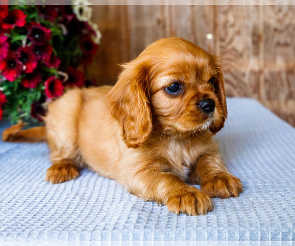 Medium Photo #48 Cavalier King Charles Spaniel Puppy For Sale in WAKARUSA, IN, USA
