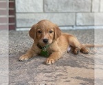 Small Photo #40 Golden Retriever Puppy For Sale in WOLCOTT, IN, USA
