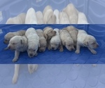 Small #1 Golden Labrador