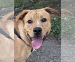 Small #2 Labrador Retriever Mix