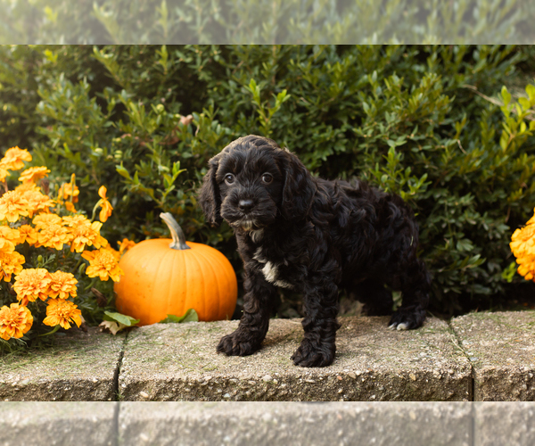 Medium Photo #21 Cocker Spaniel-Poodle (Miniature) Mix Puppy For Sale in NAPPANEE, IN, USA