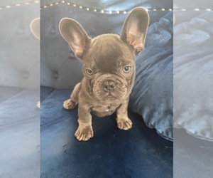 French Bulldog Puppy for sale in BEVERLY HILLS, CA, USA