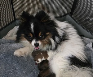 Mother of the Pomeranian puppies born on 03/21/2025