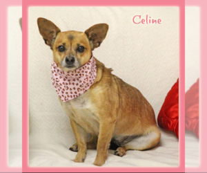 Chihuahua-Unknown Mix Dogs for adoption in Cranston, RI, USA