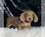 Small #4 Dachshund