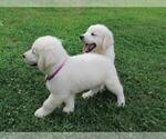 Small Photo #22 English Cream Golden Retriever Puppy For Sale in MILLVILLE, MA, USA