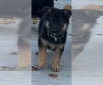 Litter of 4 - Male German Shepherd DogLitter of Puppies for Sale - Small photo