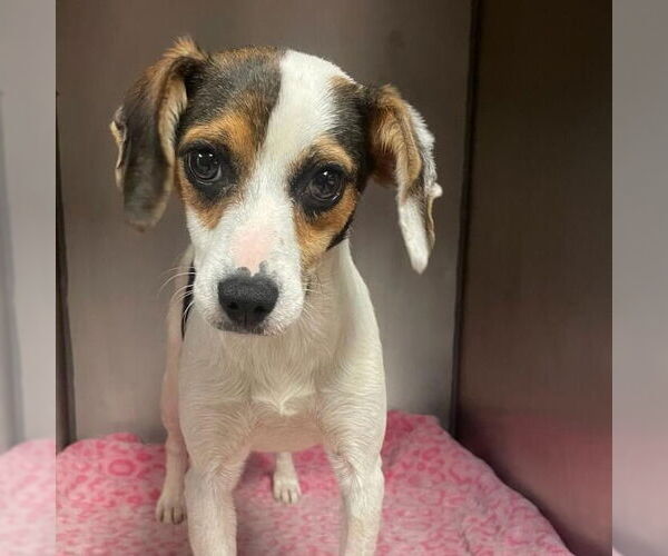 Medium Photo #4 Beagle-Coonhound Mix Puppy For Sale in Washington, DC, USA