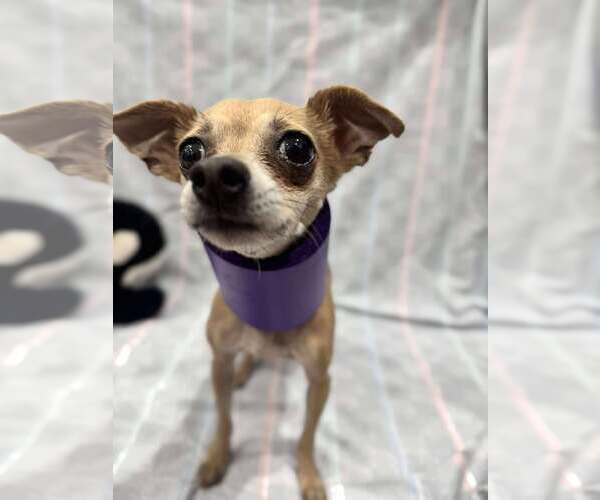 Medium Photo #4 Chihuahua-Unknown Mix Puppy For Sale in Tempe , AZ, USA