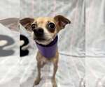 Small #3 Chihuahua Mix