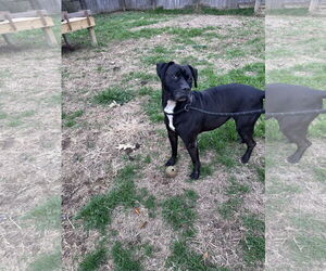 American Staffordshire Terrier-Unknown Mix Dogs for adoption in Jackson, MS, USA