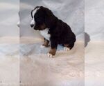 Small Photo #11 Bernese Mountain Dog Puppy For Sale in MEMPHIS, MO, USA
