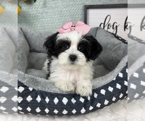 Medium Photo #1 Maltipoo (Toy) Puppy For Sale in FRANKLIN, IN, USA