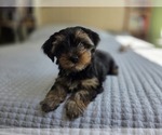 Small #35 Yorkshire Terrier