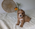 Small Photo #63 Poovanese Puppy For Sale in GOSHEN, IN, USA