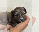 Small #11 Bernedoodle (Miniature)