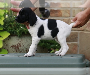 German Shorthaired Pointer Puppy for sale in WICHITA, KS, USA