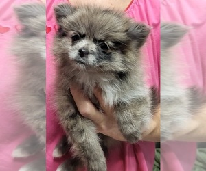 Pomeranian Puppy for sale in FAIRVIEW HEIGHTS, IL, USA